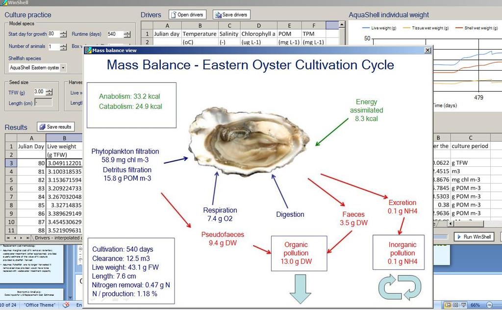 Eastern oyster growth model simulated mass balance Growth simulation of oysters feeding on algae