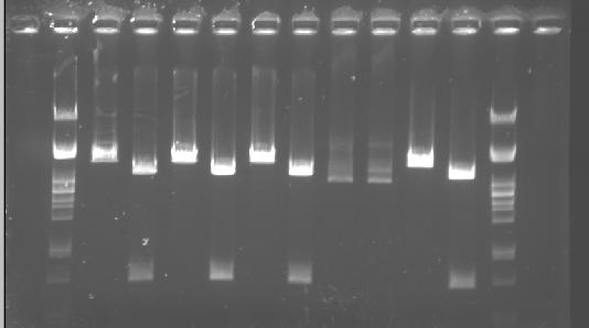 Page 2 The software easily handles images of agarose gels stained with the most commonly used fluorescent stains