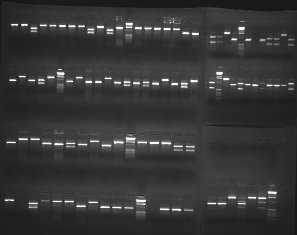Page 4 Figure 7: Agarose gels stained with ethidium bromide. On the left is one four layer gel and on the right are two separate single layer gels stacked one above the other.