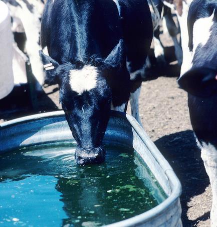 programs Water use in Wisconsin Overview Dairy