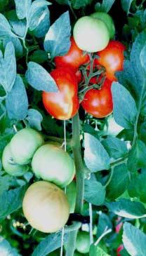 Why grow greenhouse vegetables?
