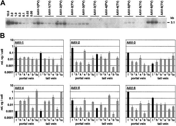 These data demonstrate that all 3 AAV serotypes have distinct expression kinetics and further support that AAV-1 and -6 are distinct members of the AAV family, despite their extensive homology.