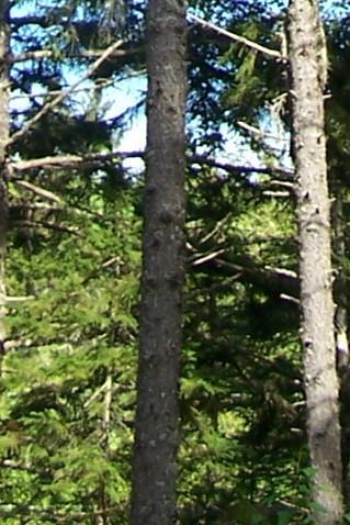 80 are spindly trees that are tall compared to their stem girth with a higher potential for stem breakage and blowdown.