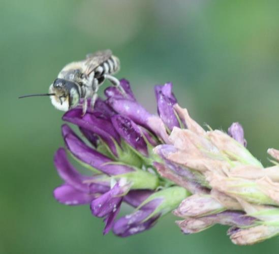 Species of Bees Alfalfa Leafcutting Bee,