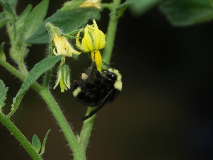 Species of Bees Bumble Bee, Bombus