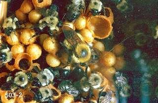 Species of Bees Bumble