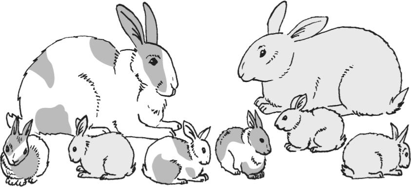 15. The illustration below shows two adult rabbits and their offspring. 18. In humans the trait of having freckles (F) is dominant to not having freckles (f).