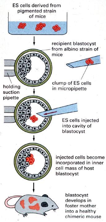 ES or Embryonic stem cells: Blastocyst-stage cells
