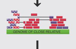 of sequence similarity Gene family expansion/contraction Main Advantage