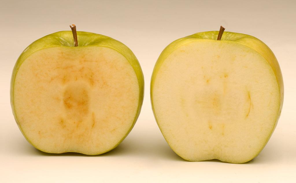 GE Crops Being Considered Apple non-browning Potato late blight resistant, reduced
