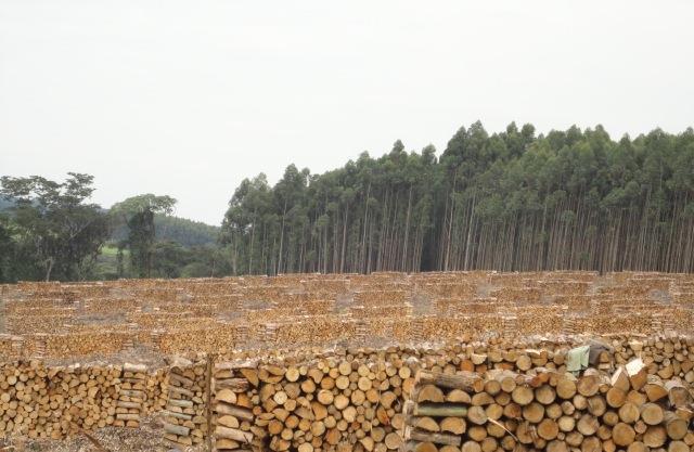 Forest value - The Biomass need UTK uses 126,000 cubic metres of firewood annually ( to provide 846K GJ) This supply sufficient