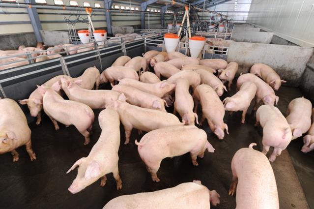 2014 a meat-processing company Bangkla Pig Slaughterhouse, being a division of CP Foods, received the permit to import pork