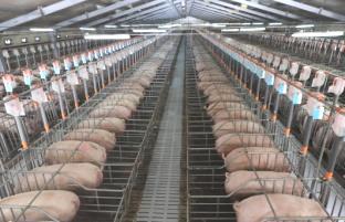 swine farming facilities Investment projects involving existing swine farms modernization and