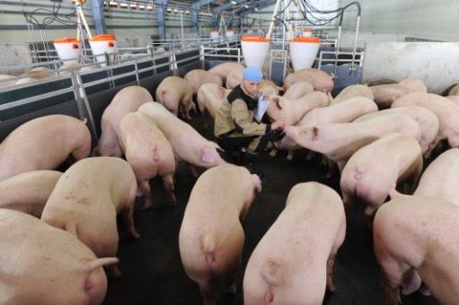 swine farms modernization and construction of brand new swine farm facilities at the territory of the