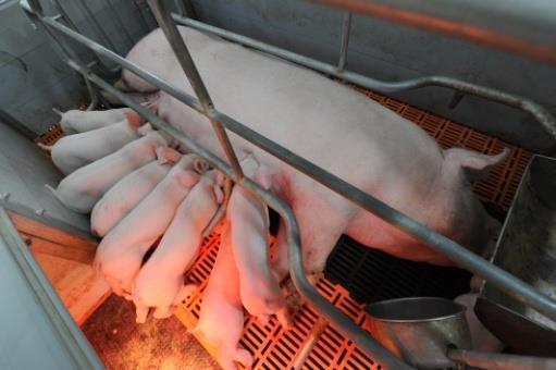 complexes Starting from 2014 there were put into operation pork production facilities in Serebryanniye Prudy
