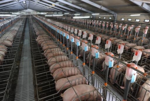 heads Breeding farm designed for 2400 sows.