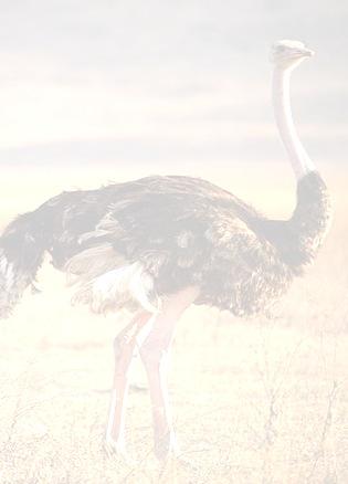 THE OSTRICH INDUSTRY RECOGNISES AND SAFEGUARDS THE UNIQUE BIODIVERSITY OF THE KLEIN KAROO AND SUPPORTS SUSTAINABLE FARMING METHODOLOGIES THAT STRIVE TO BALANCE UTILISATION AND CONSERVATION THROUGH