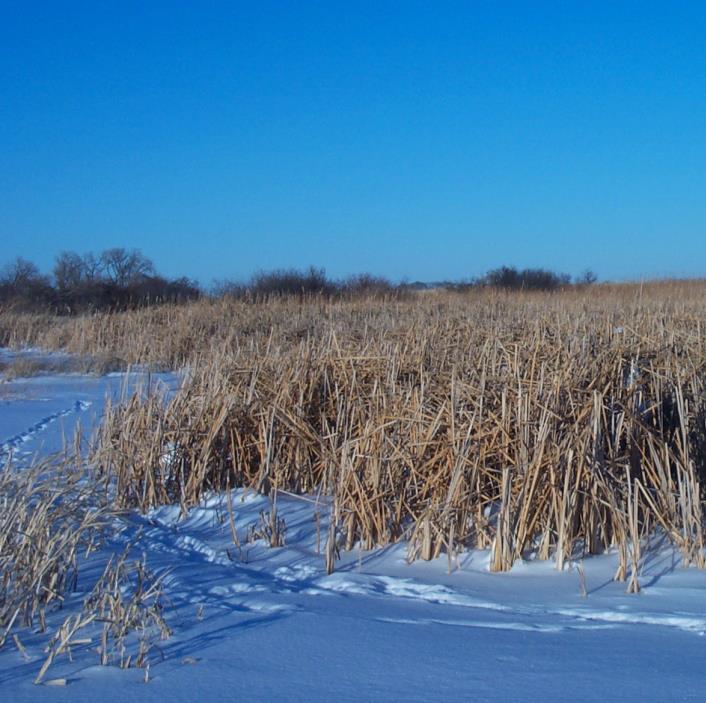 Cattail marshes,