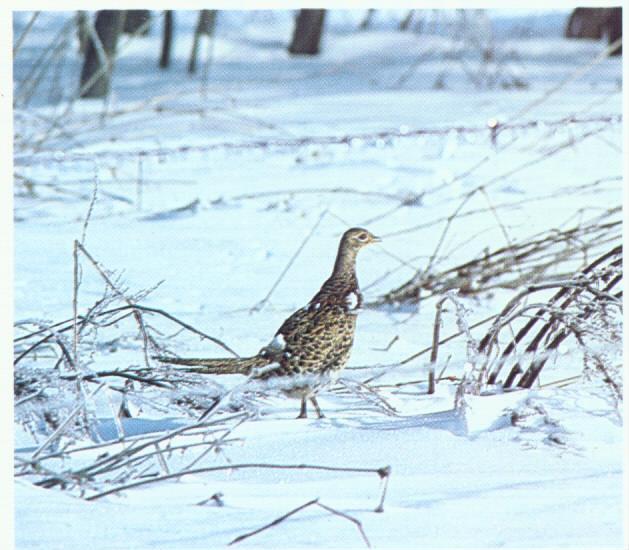 Pheasants in Winter Conserve energy during extreme cold Most birds don t move very far in winter <0.