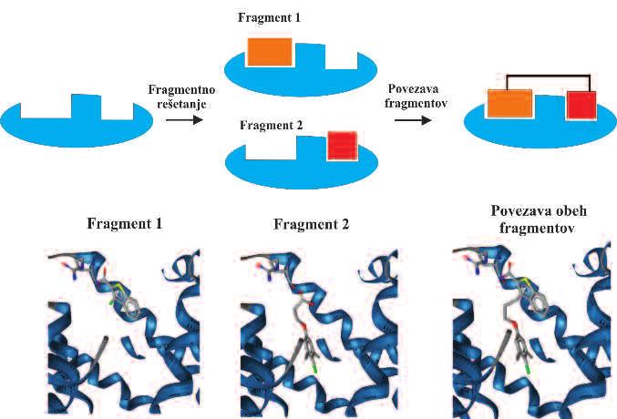 ZAVIRALCI IN STABILIZATORJI INTERAKCIJ MED PROTEINI Slika 3: (Zgoraj) Shematski prikaz metode fragmentnega rešetanja (17), (Spodaj) Primer načrtovanja zaviralca PPI proteina Mcl-1 z metodo
