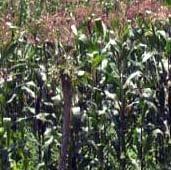 Regeneration guidelines Maize Suketoshi Taba 1 and S. Twumasi-Afriyie 2 1 International Maize and Wheat Improvement Center (CIMMYT), Mexico 2 CIMMYT, Ethiopia Introduction Maize (Zea mays L. subsp.