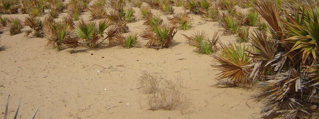 protection available from grazing, the bare sand dunes gradually establishes