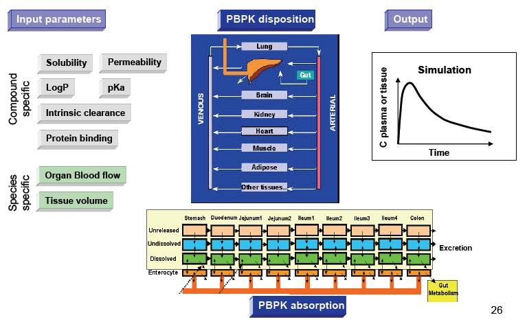 PBPK Modeling and Simulation PBPK approach mathematically describes the movement and disposition of a drug in a physiological flow model with multiple compartments representing an actual organ or