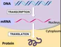 How do genes influence our characteristics? From Gene to Protein via Transcription and Translation i A gene is a segment of DNA that provides the instructions for making a protein.