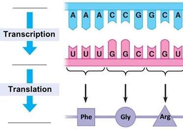 Gene in DNA Protein Characteristic One version of a gene provides instructions to make normal protein enzyme. Another version of the gene provides instructions to make defective protein enzyme.
