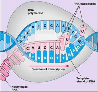 4a. Which process takes place in the nucleus? transcription translation 4b. Explain why this process must occur in the nucleus. Transcription 5.