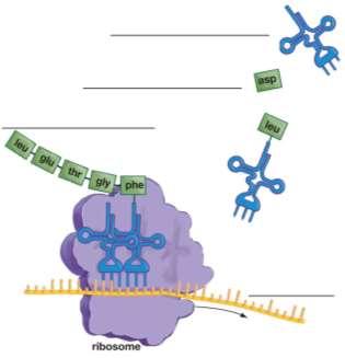 19. What part of translation depends on the base-pairing rules? 20. Why does a cell need trna to make a protein?