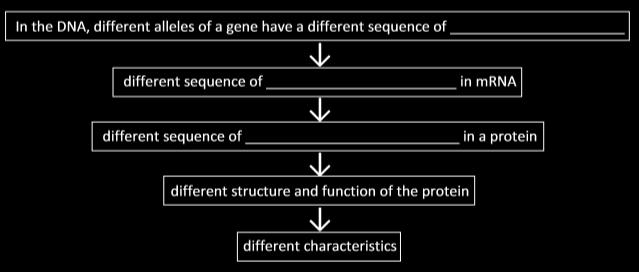 Understanding How the Gene for Sickle Cell Hemoglobin Results in Sickle Cell Anemia Different versions of the same gene are called different alleles.