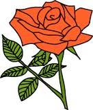 D) The rose refracts red more than any other color. 26.