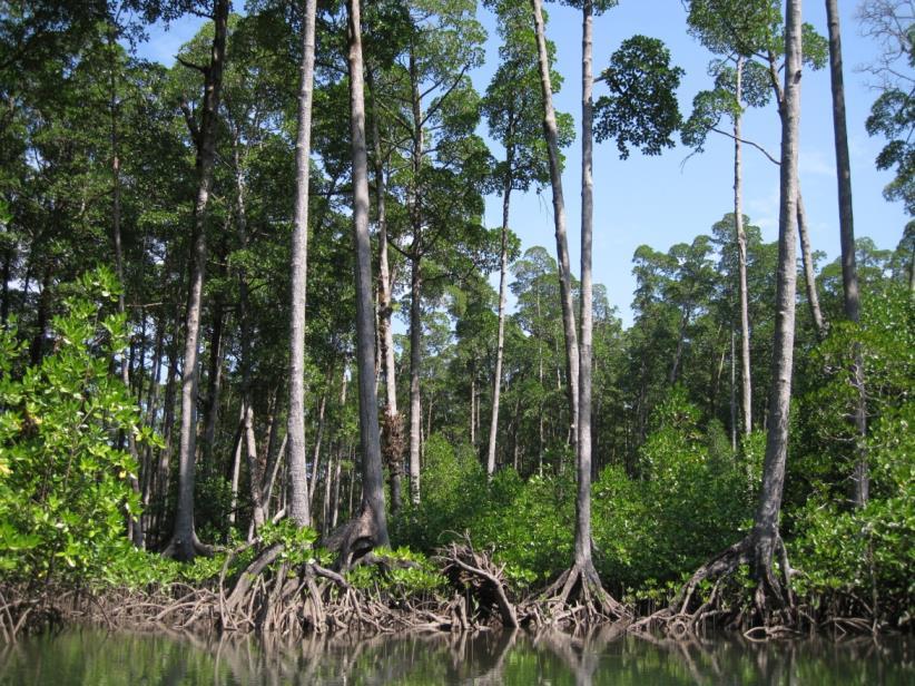 Mangroves in Tanintharyi/Southern