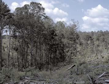 JOE MCGLINCY Narrow SMZs allow vegetation to get too dense which decreases wildlife use.