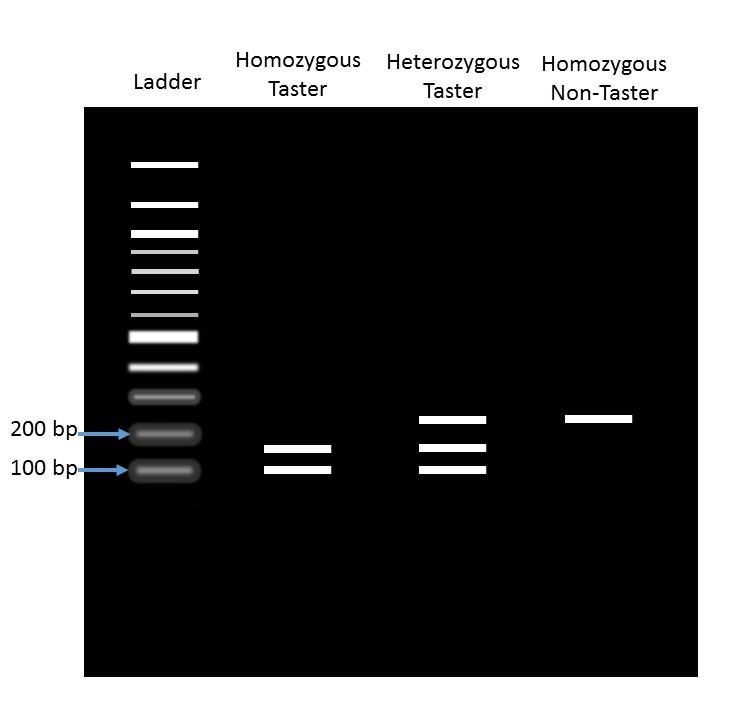 F. Expected results and troubleshooting guide Before restriction digest, PCR product for both the taster and non-taster alleles should migrate on agarose gel electrophoresis as a single band at 250