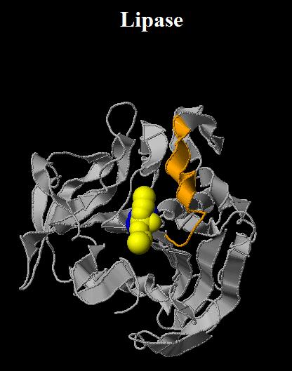 Enzymes are globular proteins Active site has a specific shape due to tertiary structure of protein.