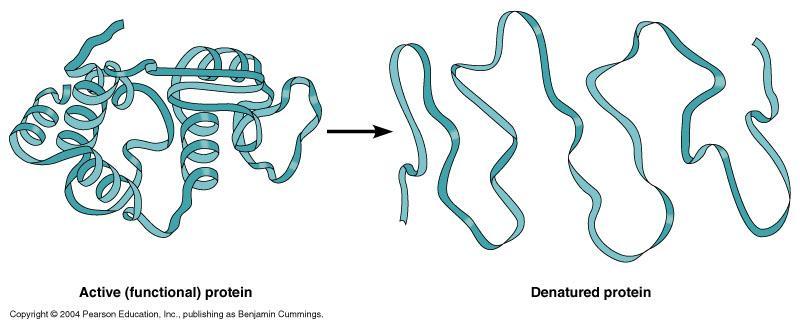 Denaturing an enzyme Enzymes