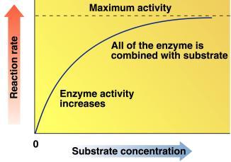 Substrate Concentration and Reaction Rate Faster reaction but it reaches a saturation point when