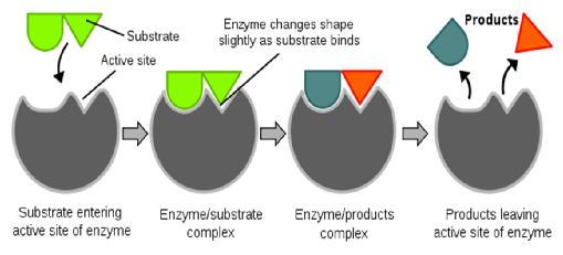 Enzyme Active site: The area on the enzyme where the substrate attach to is called the active