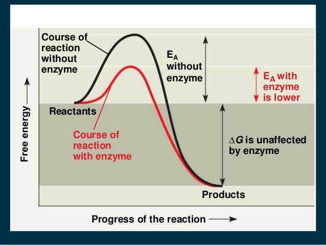 Enzyme controlled reactions proceed 10 8 to 10 11