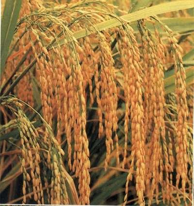 Hybrid Rice: Yield Increase: 20% 15 million ha.