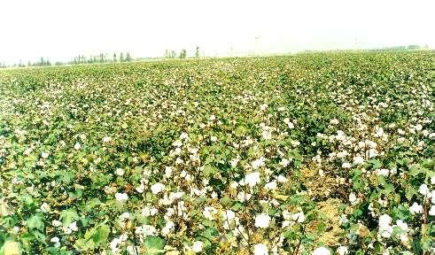 Cotton: 200 million farmers, textile exports