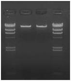 Example 2: Perform 1% agarose gel electrophoresis using 4 μg of 18 kb PCR fragment.