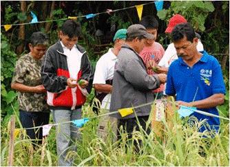 test sites In Caraga, FFS farmers numbered 58 farmers (20-Claver, 20- Gigaquit, 18-Bacuag) with