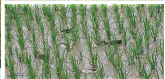 CSFFS framework The DA National Rice Program has