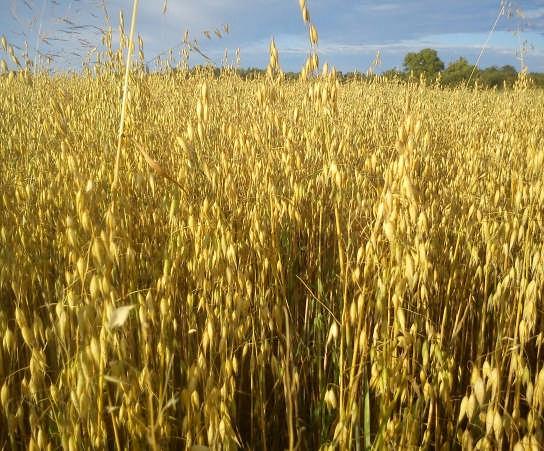 (Wheat yields11% higher) Legumes fix nitrogen Profitability of