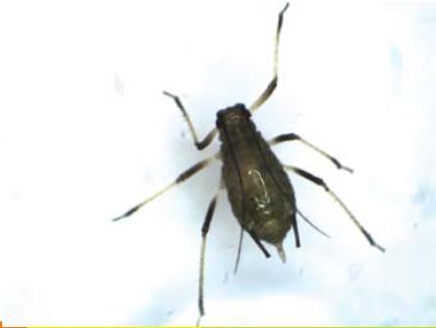 BYDV Grain Aphid (Sitobion Avenae) Confirmed resistance to pyrethroids in some fields Need to check crops post application Cultural control Clean stubble before preparing