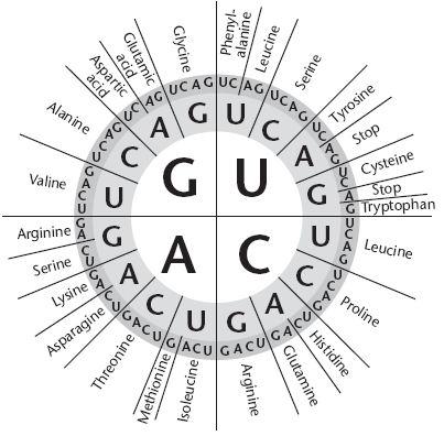 The Genetic Code Use the diagram to answer Questions 1 7. 1. What are the words along the outside of the circle? 2. What can you find by reading this diagram from the inside out? 3.