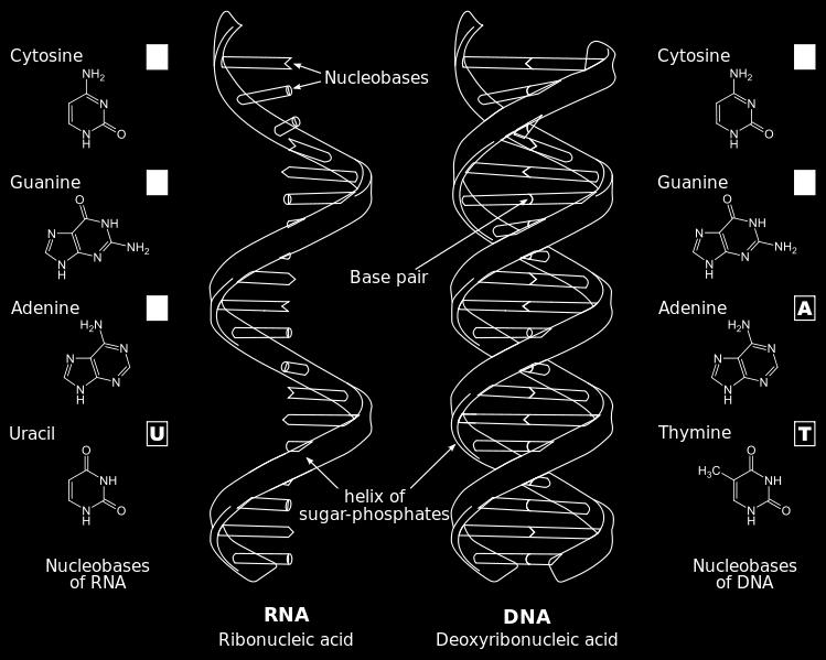 4. The RNA Molecule: RNA (Ribonucleic Acid) is a polynucleotide. RNA is the genetic material of some viruses and is necessary in all organisms for protein synthesis to occur.